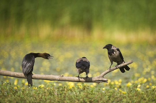 Pygmy cormorant (Phalacrocorax pygmeus) and two Hooded crows (Corvus cornix) on a branch, Hortobagy National Park, Hungary, July 2009