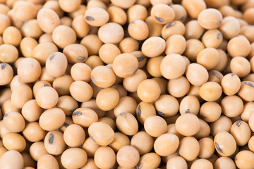 Macro shot of soybeans fills the frame