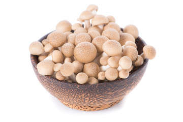 Shitake , Mushrooms food background.  on white background.