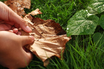 The young woman hand holding the dry teak leaf brown color under the green leaf  represent the...