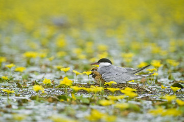 Whiskered tern (Chlidonias hybridus) with two chicks on nest in lake covered with flowering Fringed water lilies / Yellow floating heart (Nymphoides peltata) Hortobagy National Park, Hungary, July 2009