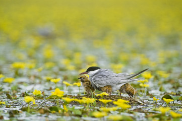 Whiskered tern (Chlidonias hybridus) with three chicks on nest in lake covered with flowering Fringed water lilies / Yellow floating heart (Nymphoides peltata) Hortobagy National Park, Hungary, July 2009 Wild Wonders kids book.