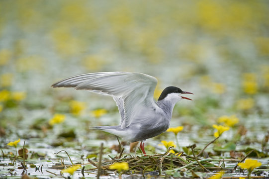 Whiskered tern (Chlidonias hybridus) calling on lake covered with flowering Fringed water lilies / Yellow floating heart (Nymphoides peltata) Hortobagy National Park, Hungary, July 2009