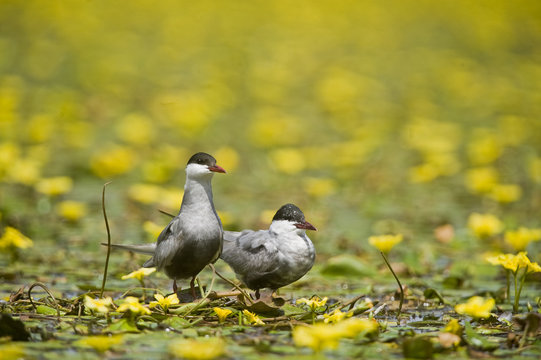 Two Whiskered terns (Chlidonias hybridus) on water covered with flowering Fringed water lilies / yellow floating heart (Nymphoides peltata) Hortobagy National Park, Hungary, July 2009