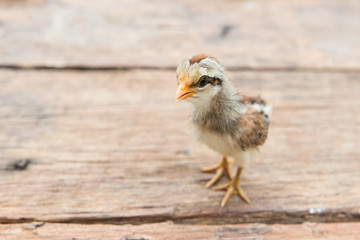 Babies chick, Little chicken,Rearing small chicks. Poultry farming. Agriculture.