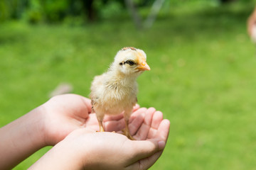 Babies chick, Little chicken,Rearing small chicks. Poultry farming. Agriculture.