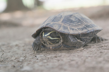 Turtle shrink in the head armature