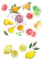 акварельная живопись, фрукты