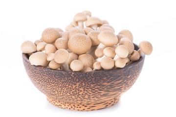 Shitake , Mushrooms food background.  on white background.