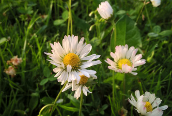 Obraz premium Flowers