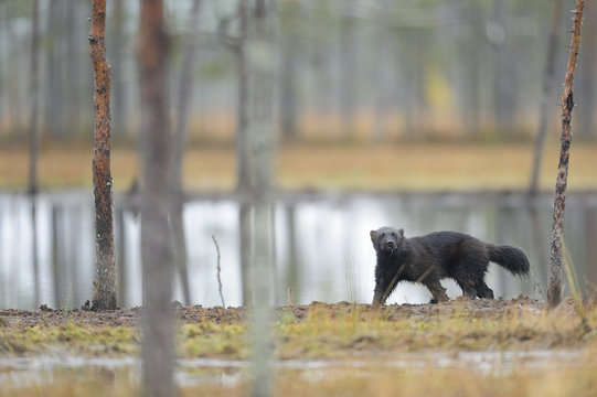 Eurasian wolverine (Gulo gulo) Kuhmo, Finland, September 2008