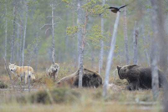 Two European Grey wolves (Canis lupus), two Eurasian brown bears (Ursus arctos) and a Common raven (Corvus corax) flying overhead, at carcass site, Kuhmo, Finland, September 2008