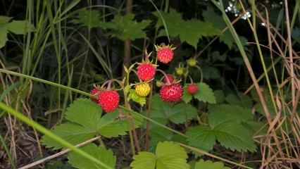 Wild strawberries