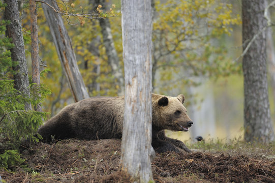 Eurasian brown bear (Ursus arctos) lying on top of buried carcass, Kuhmo, Finland, September 2008