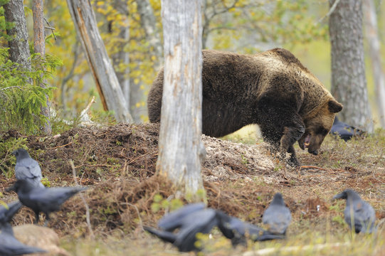 Eurasian brown bear (Ursus arctos) burying carcass, Common ravens (Corvus corax) nearby, Kuhmo, Finland, September 2008