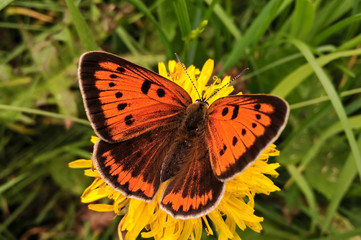 Butterfly on dandelion