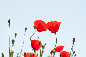 Red poppy flowers against the sky. Macro image, selective focus