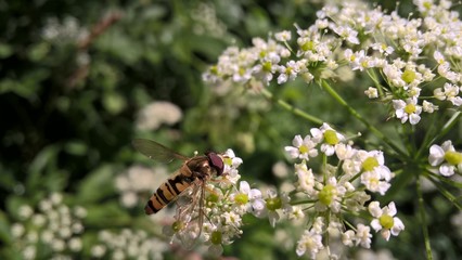 Hoverfly on flowers
