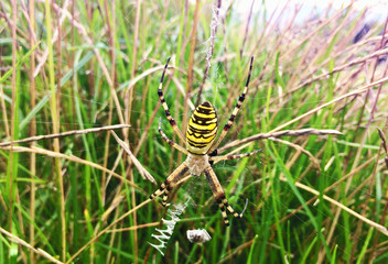 Wasp spider
