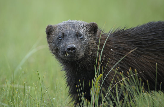 Wild Eurasian wolverine (Gulo gulo) Kuhmo, Finland, July 2008