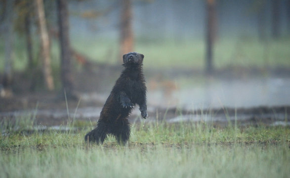 Wild Eurasian wolverine (Gulo gulo) Kuhmo, Finland, July 2008