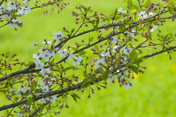 桜