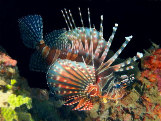 Scorpionfish