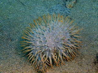 Starfish