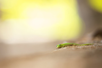 green gecko