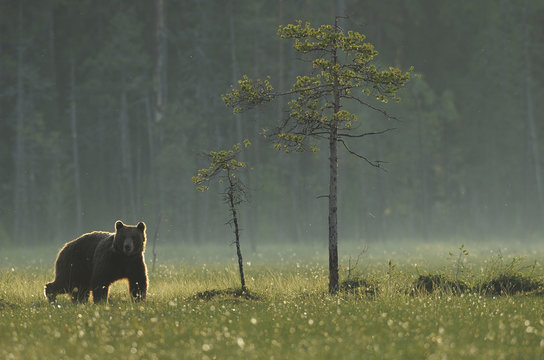 Eurasian brown bear (Ursus arctos) early evening, Kuhmo, Finland, July 2008. Exclusive Japanese calendar rights for 2014