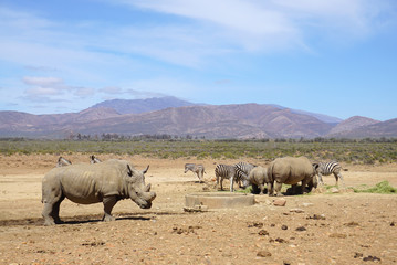 Naklejka premium White rhinoceros standing with other rhino and zebras in safari