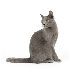 Katzen-Russisch-Blau-14863Q4