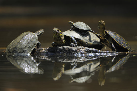 Three European pond turtles (Emys orbicularis) and a Balkan terrapin (Mauremys rivulata) Butrint, Albania, June 2009