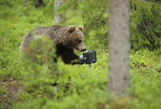 Eurasian brown bear (Ursus arctos) investigates camera, Suomussalmi, Finland, July 2008