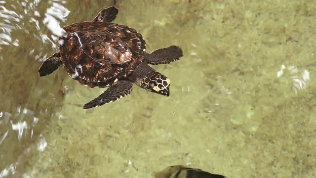 Hawksbill Sea Turtle