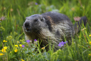 Alpine marmot (Marmota marmota) Hohe Tauern National Park, Austria, July 2008