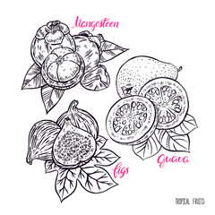 set of exotic sketch fruits