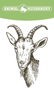 goat head. livestock. animal grazing. sketch drawn by hand.