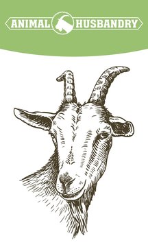 goat head. livestock. animal grazing. sketch drawn by hand.