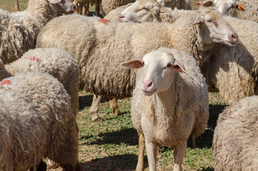 flock of sheep grazing on green meadow