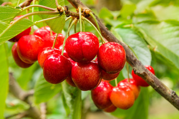 ripe red cherries on cherry tree