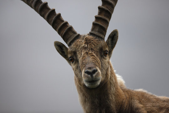 Alpine ibex portrait, Hohe Tauern National Park