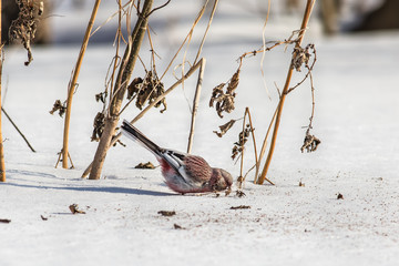 Long-tailed rosefinch