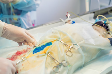 Veterinary doctors conducting surgery