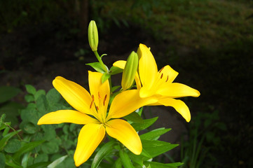 Yellow lily flower