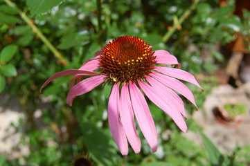 Beautiful Echinacea flower