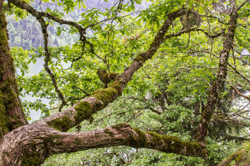 Old tree on a cliff.