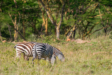 Zebras grazing in savanna
