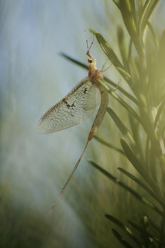 Mayfly (Ephemera lineata) Lagadin region, Lake Ohrid, Galicica National Park, Macedonia, June 2009