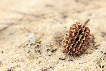  pine cones from she oak on white sands of Kata Beach, Phuket, Thailand with soft-focus and over light